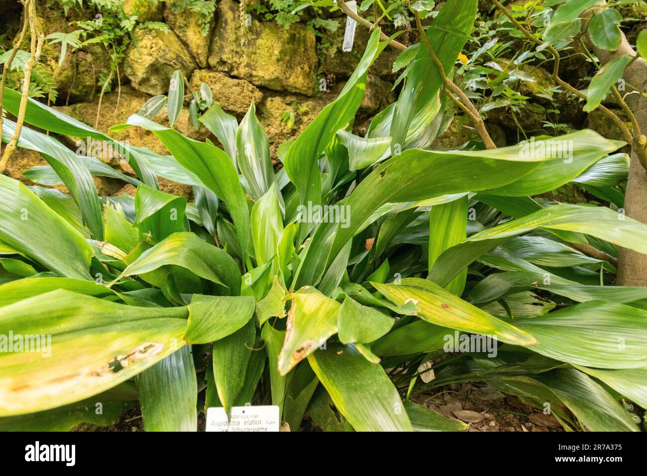 Zurich, Switzerland, May 22, 2023 Bar room plant or Aspidistra Elatior at the botanical garden ...