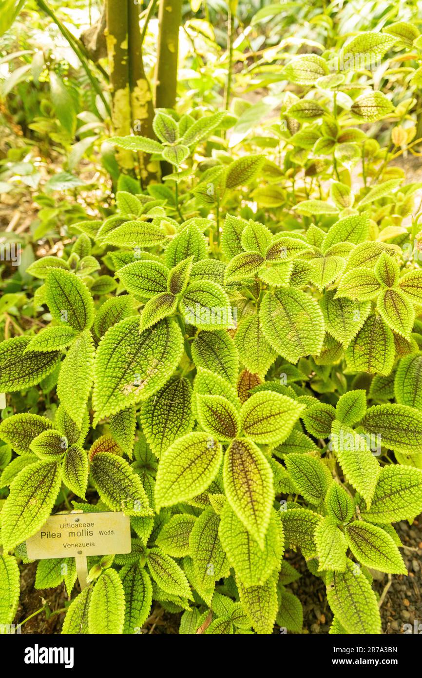 Zurich, Switzerland, May 22, 2023 Pilea Mollis plant at the botanical garden Stock Photo