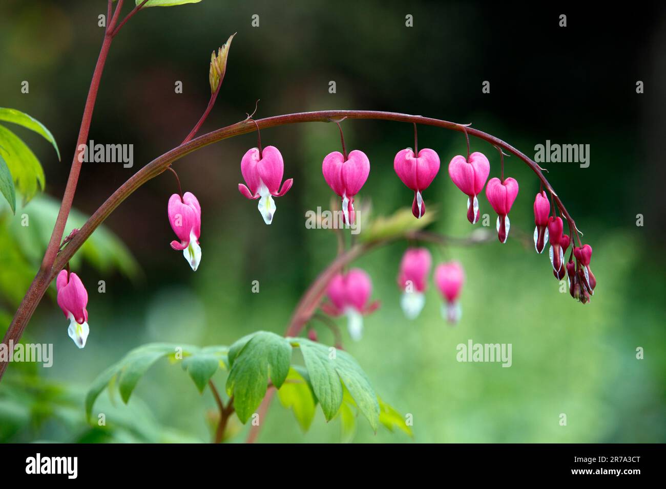 Lamprocapnos spectabilis. Bleeding heart Stock Photo