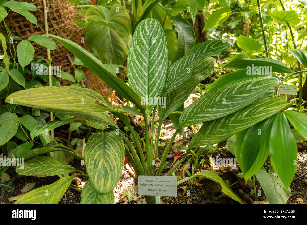 Zurich, Switzerland, May 22, 2023 Aglaonema Nitidum plant at the botanical garden Stock Photo