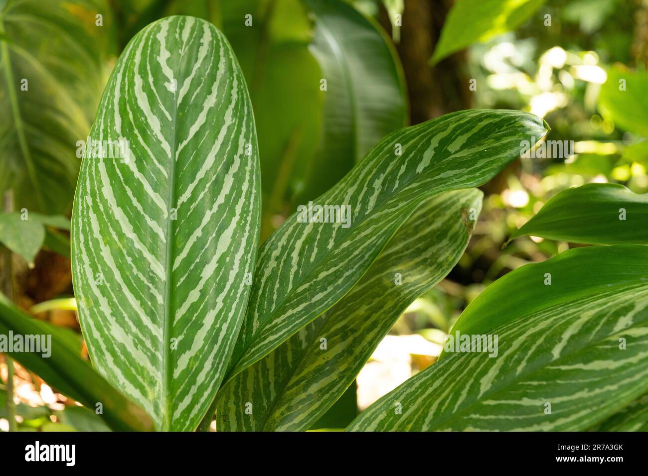 hanging jasmine plant Star Jasmine Vine Artificial Hanging Plant 7.830in NFPA701 Fire Rated UV Resistant