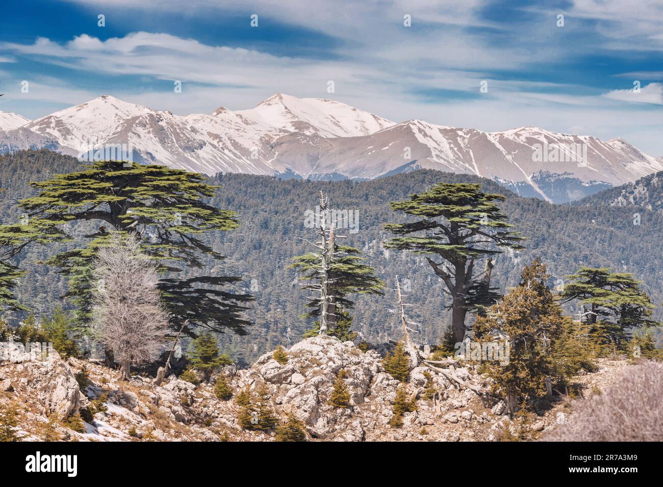 Rare and endangered Lebanese Cedar tree forest at snow covered Tahtali