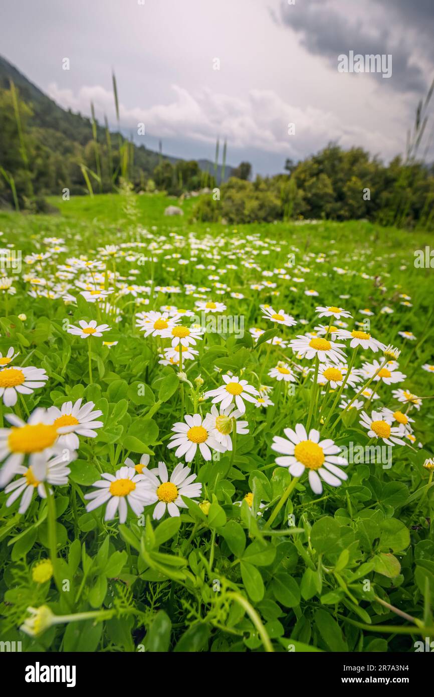 Chamomile flowers in abstract hi-res stock photography and images - Alamy
