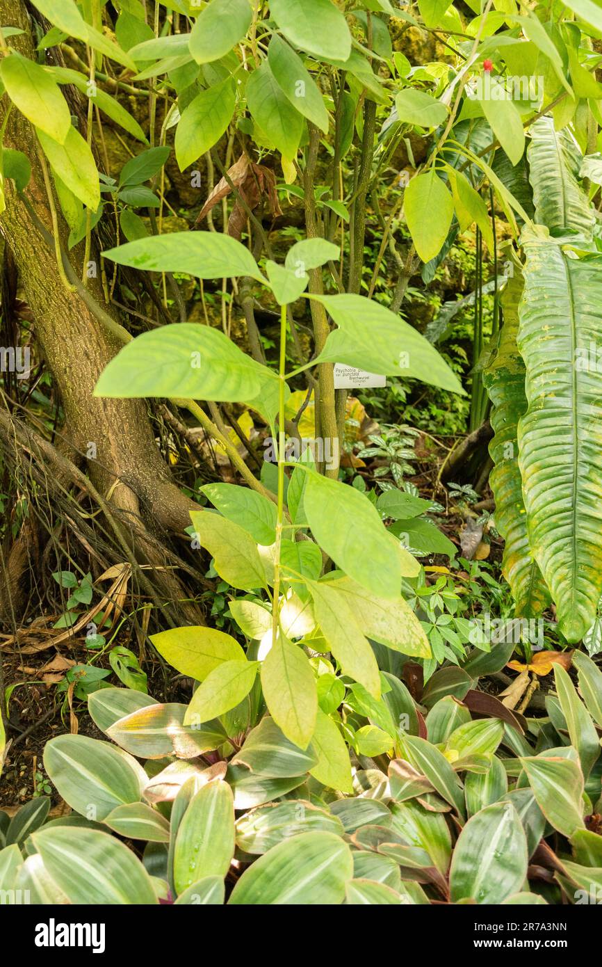 Zurich, Switzerland, May 22, 2023 Dotted wild coffee plant or Psychotria Punctata at the botanical garden Stock Photo