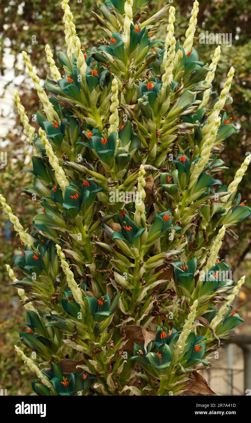 Puya berteroniana, Turquoise Puya, Bromeliad. Stock Photo