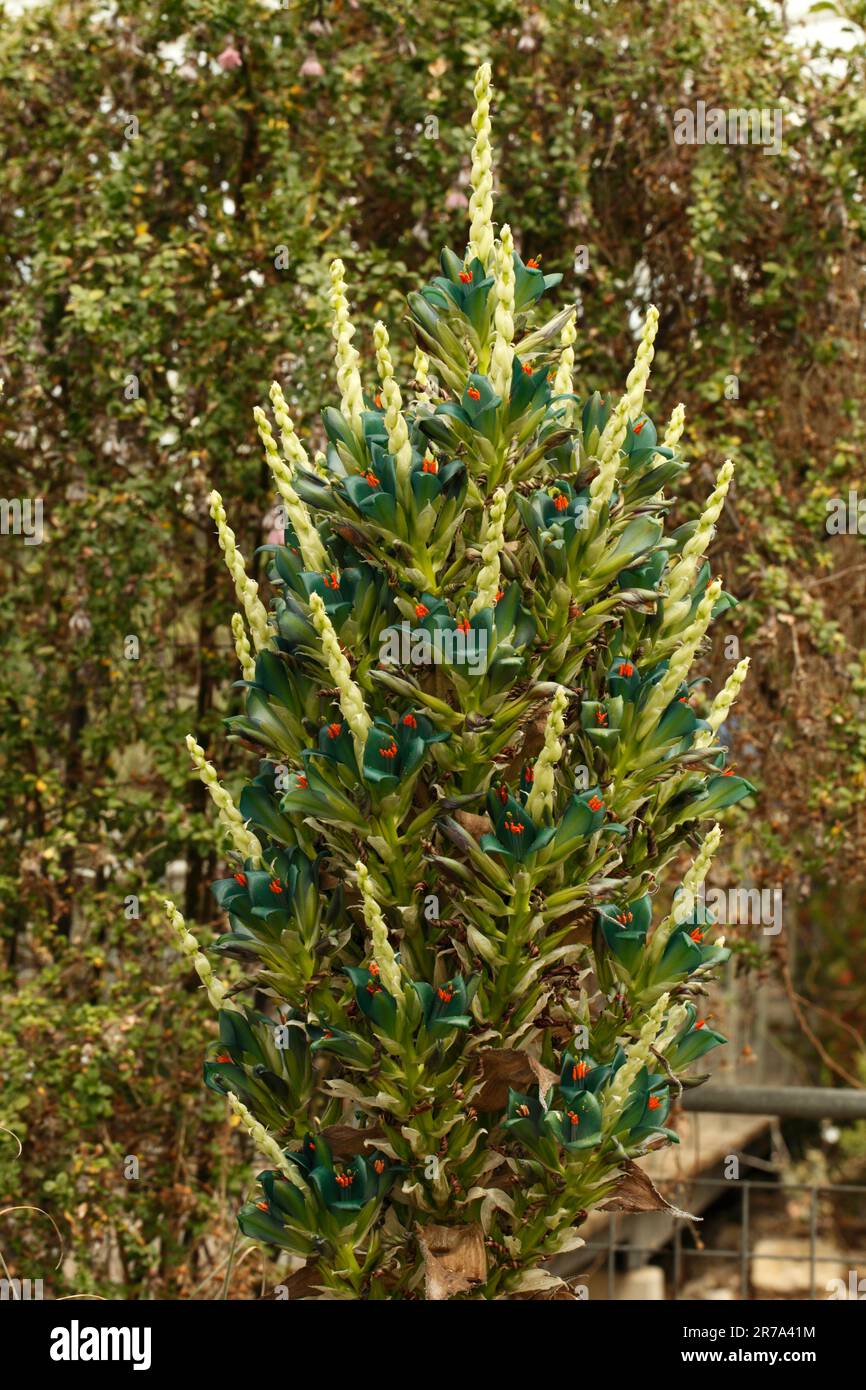 Puya berteroniana, Turquoise Puya, Bromeliad. Stock Photo