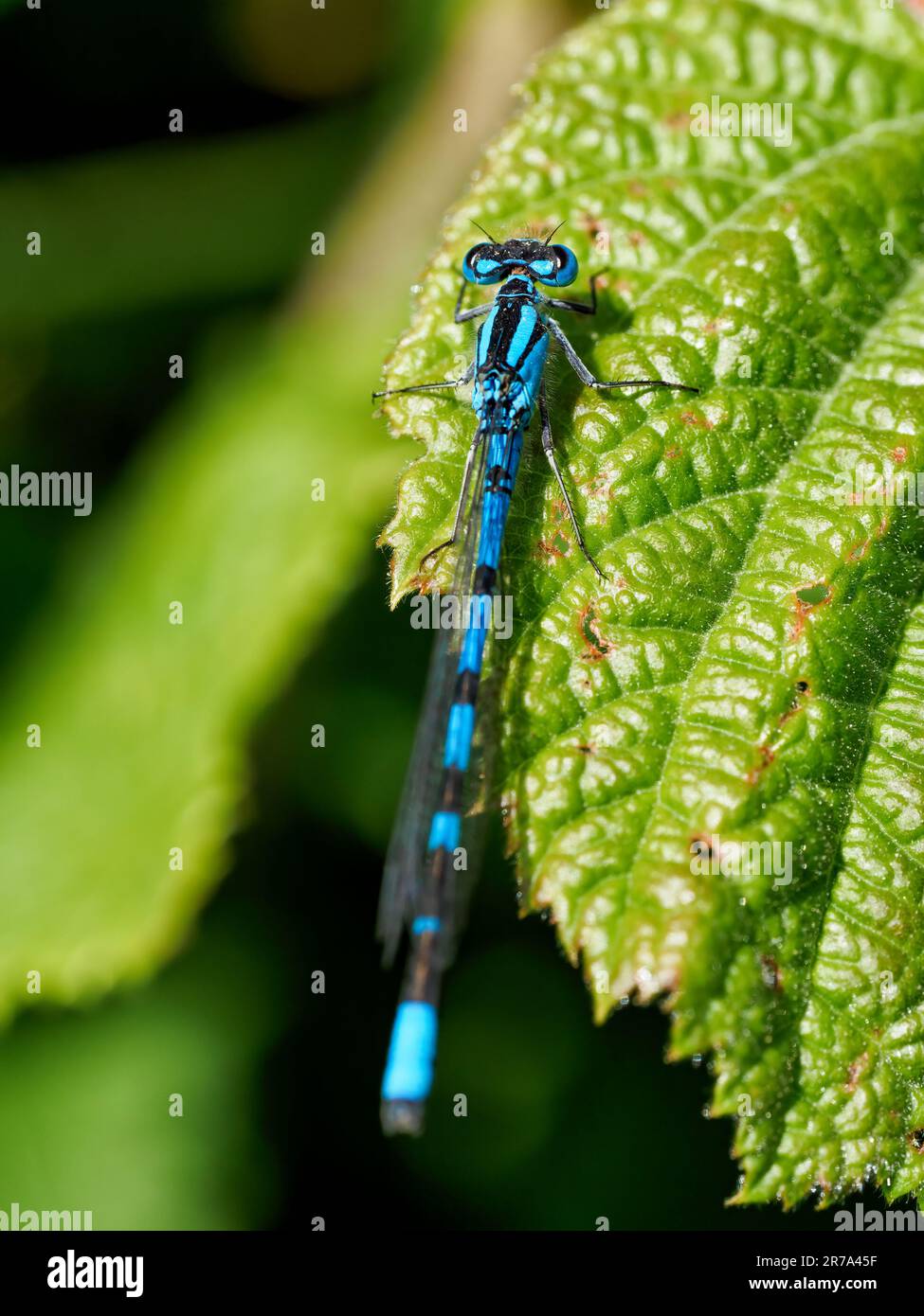 Close up of male common blue damselfly (Enallagma cyathigerum) Stock Photo