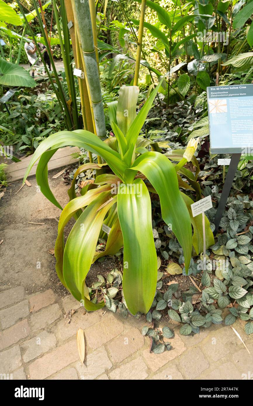 Zurich, Switzerland, May 22, 2023 Poison bulb plant or Crinum Asiaticum at the botanical garden Stock Photo
