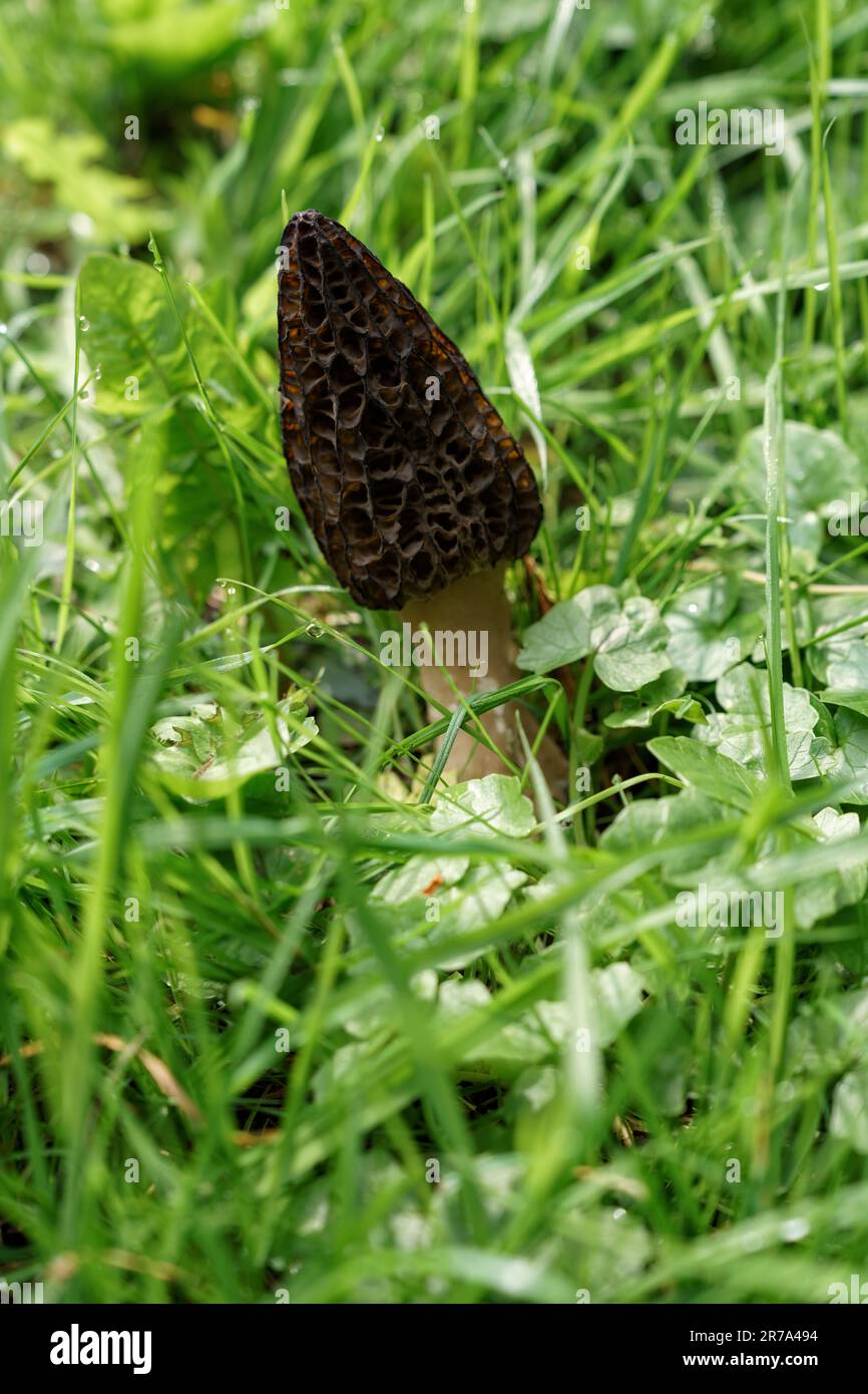 Black morels (Morchella elata) growing on the side of a country lane in