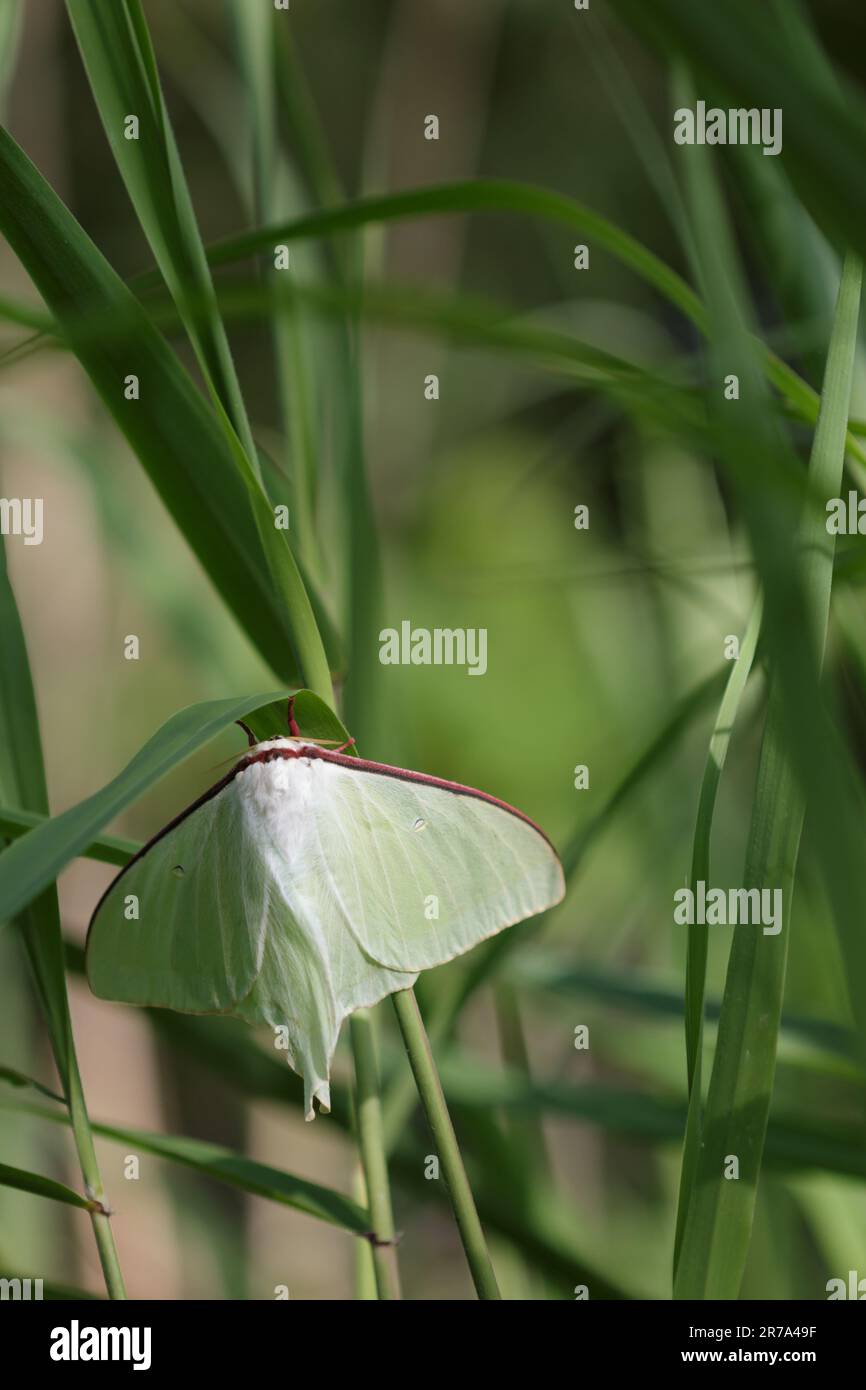 Large Asian moon moth in natural reed habitat Stock Photo