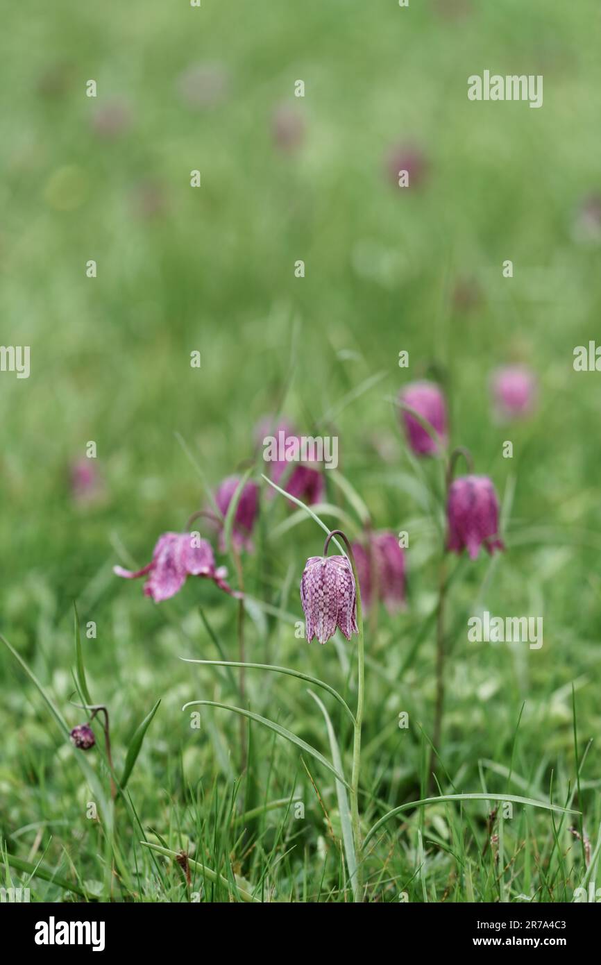 Fritillaries growing in a wiltshire wild flower meadow Stock Photo