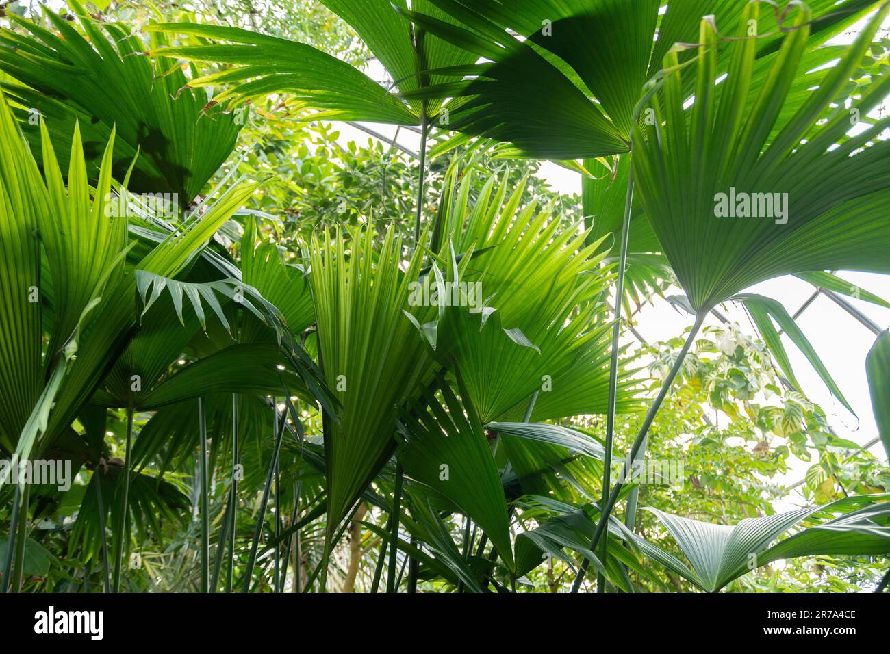 Zurich, Switzerland, May 22, 2023 Panama hat plant or Carludovica Palmata at the botanical garden Stock Photo