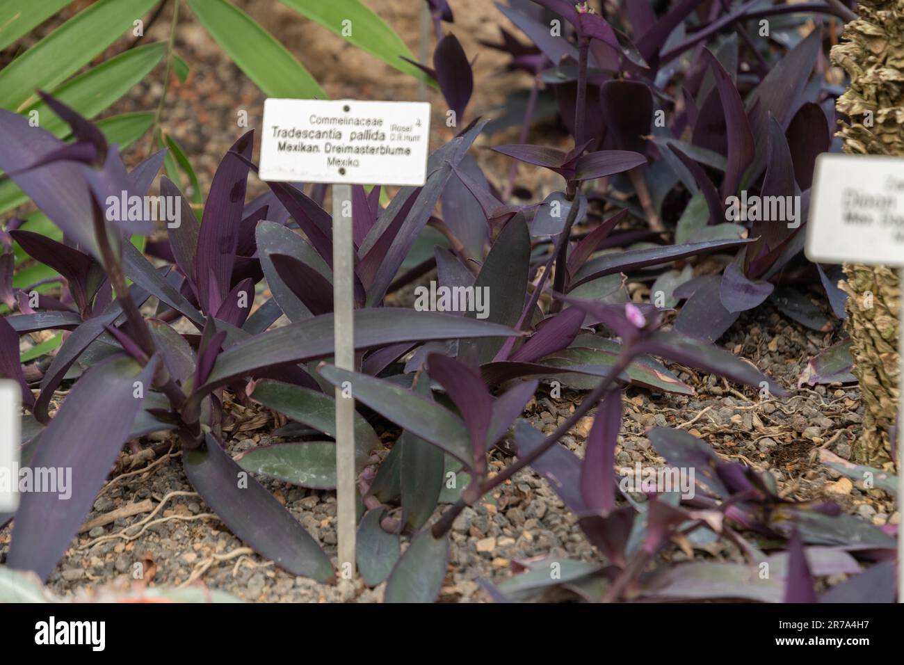Zurich, Switzerland, May 22, 2023 Purple heart plant or Tradescantia Pallida at the botanical garden Stock Photo