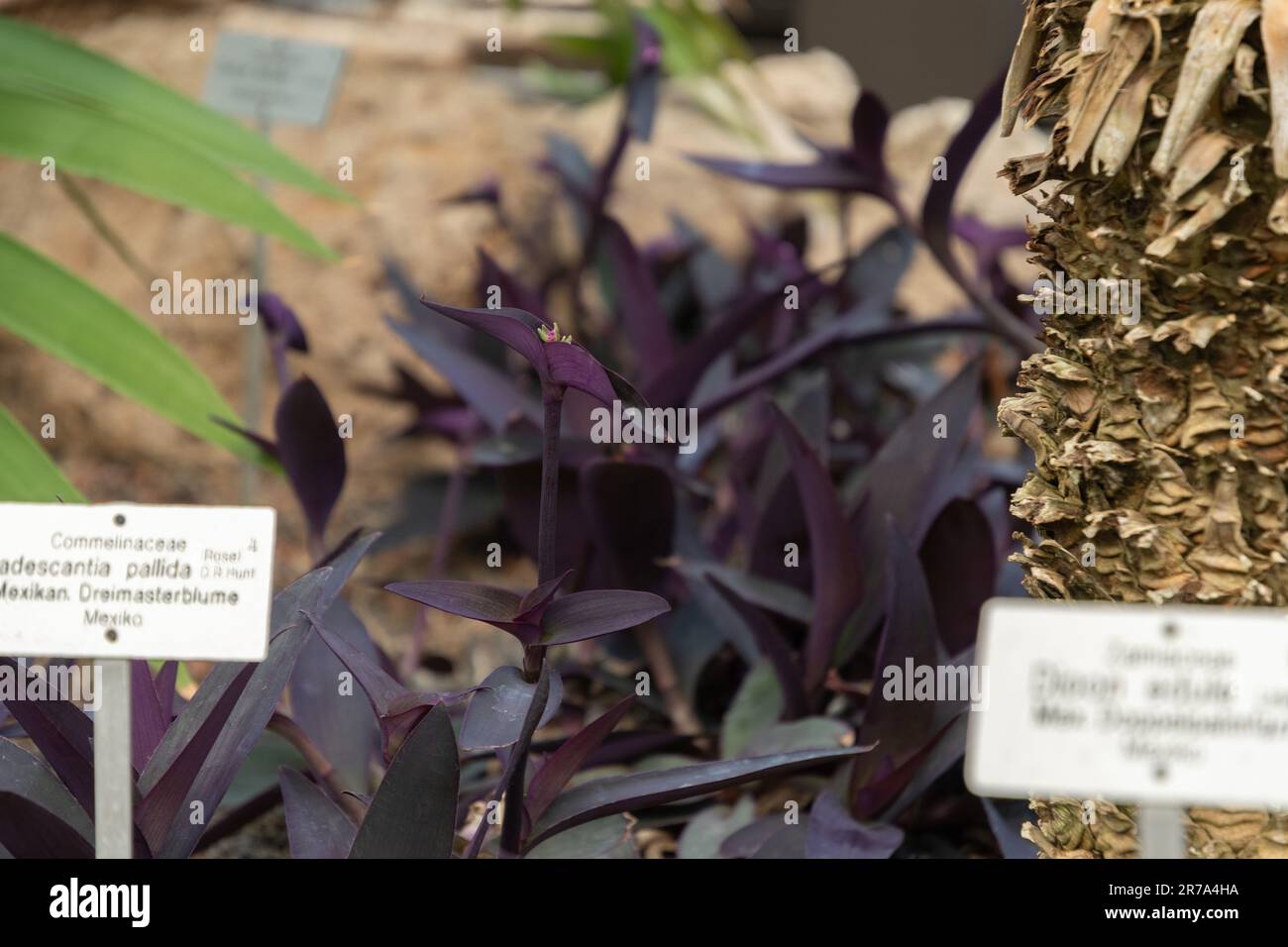 Zurich, Switzerland, May 22, 2023 Purple heart plant or Tradescantia Pallida at the botanical garden Stock Photo