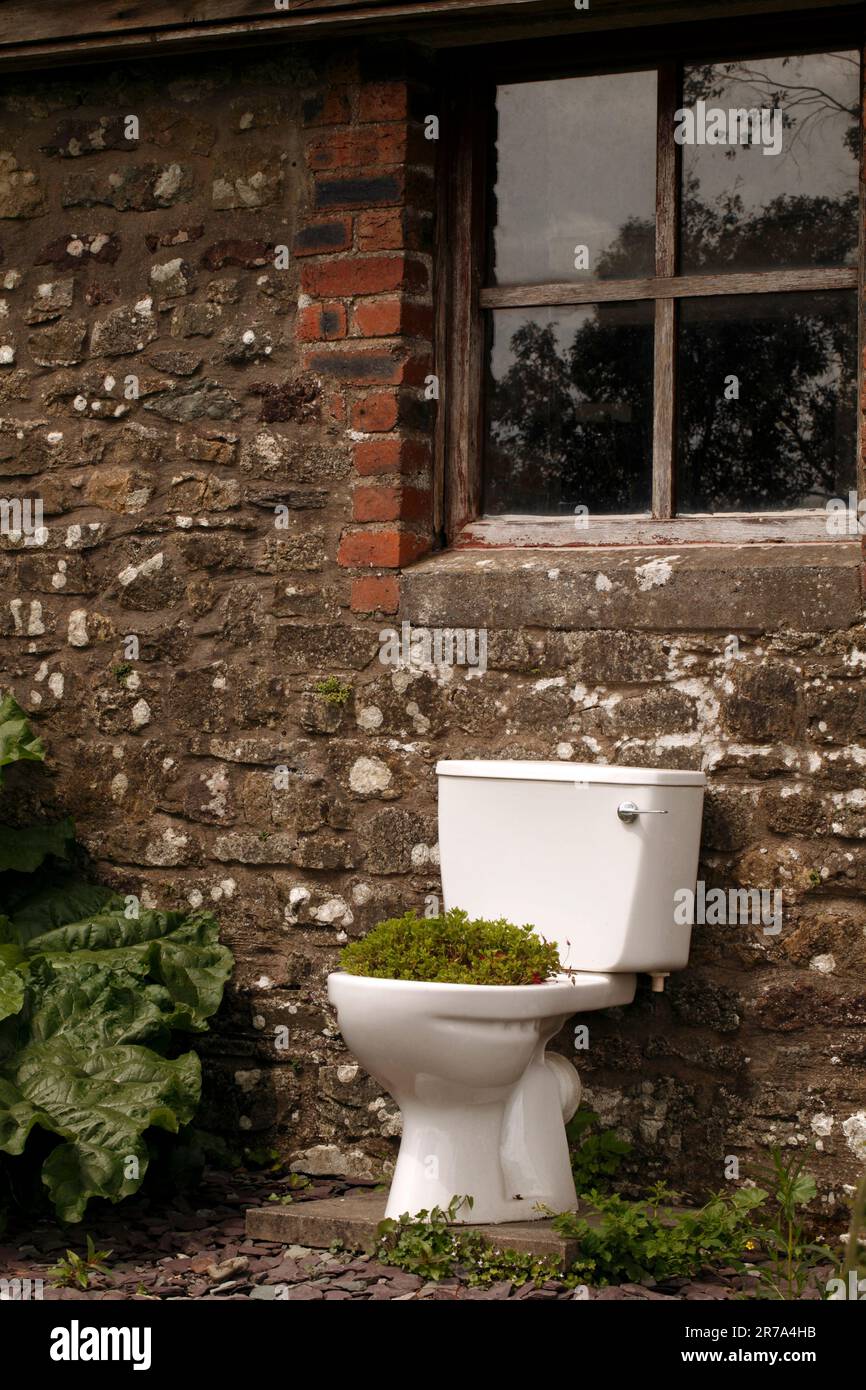 Old vitreous china toilet recycled as a garden feature. Planted with