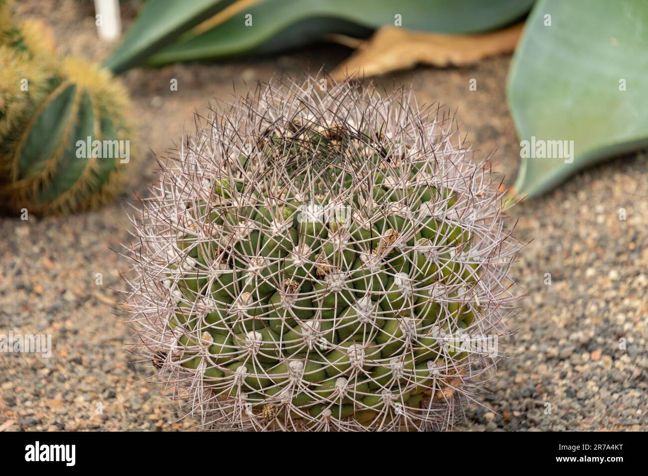 Gymnocalycium saglionis hi-res stock photography and images - Alamy