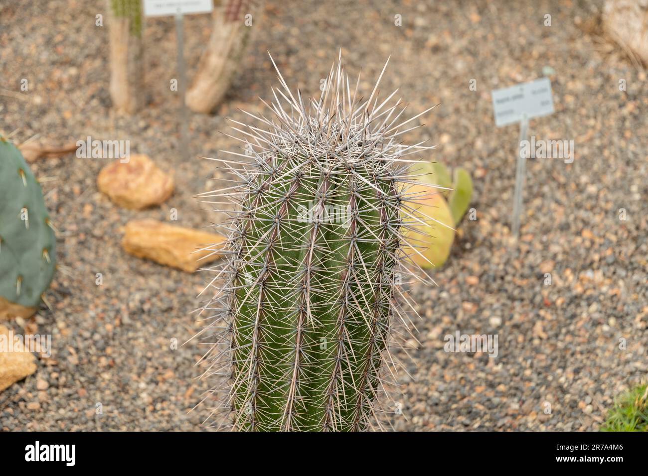 Zurich, Switzerland, May 22, 2023 Saguaro cactus or Carnegiea Gigantea at the botanical garden Stock Photo