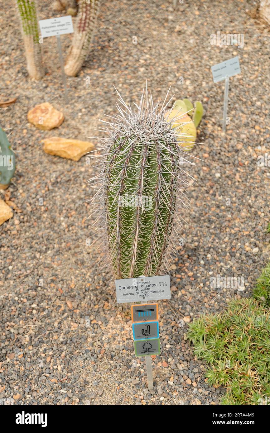 Zurich, Switzerland, May 22, 2023 Saguaro cactus or Carnegiea Gigantea at the botanical garden Stock Photo