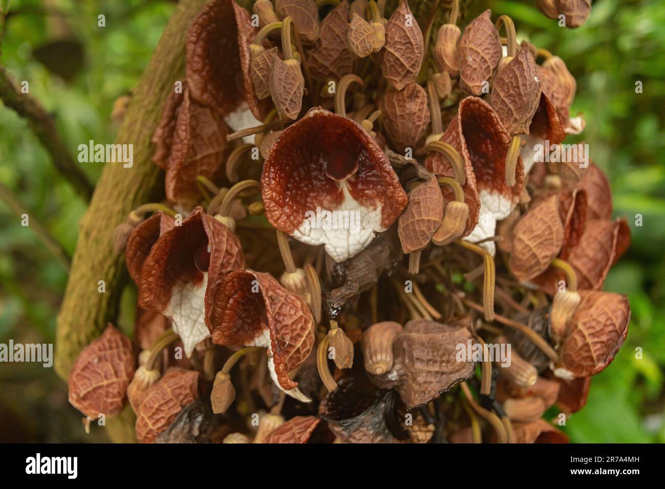 Zurich, Switzerland, May 24, 2023 Aristolochia Arborea plant at the botanical garden Stock Photo