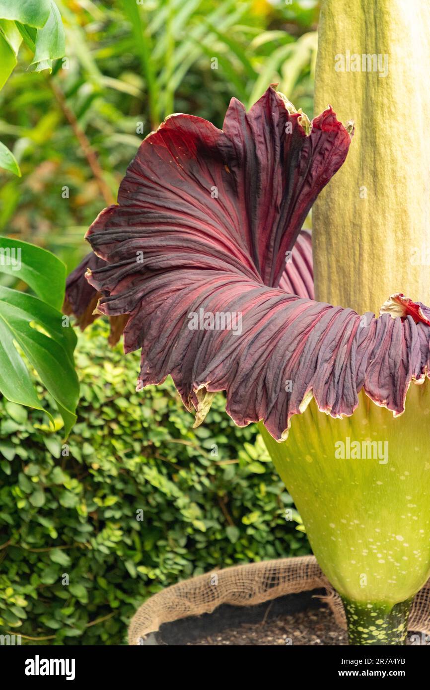 Zurich, Switzerland, May 24, 2023 Titan arum or Amorphophallus Titanum at the botanical garden Stock Photo