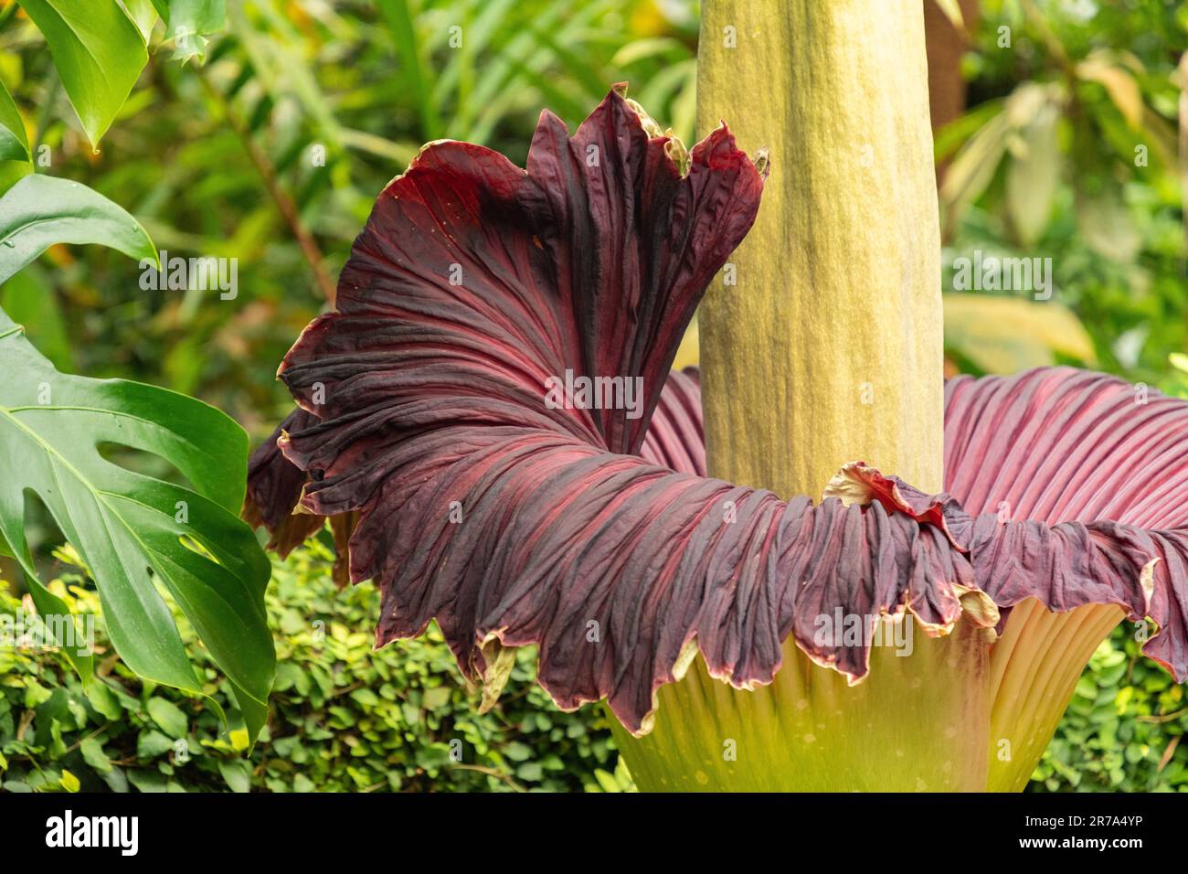 Giant arum hi-res stock photography and images - Alamy