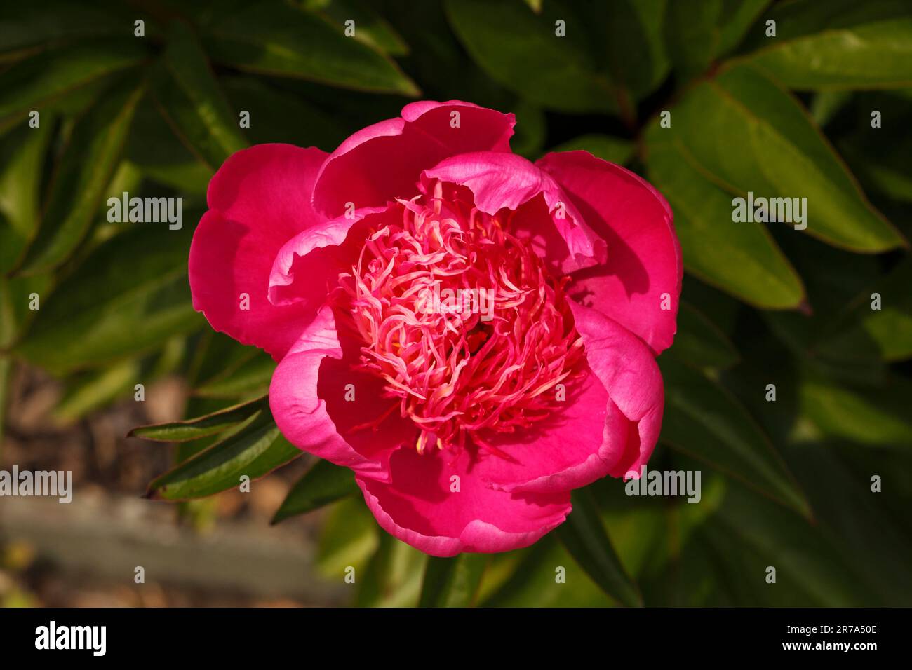 Paeonia Lactiflora ''Kelways majestic  Paeoniaceae Stock Photo