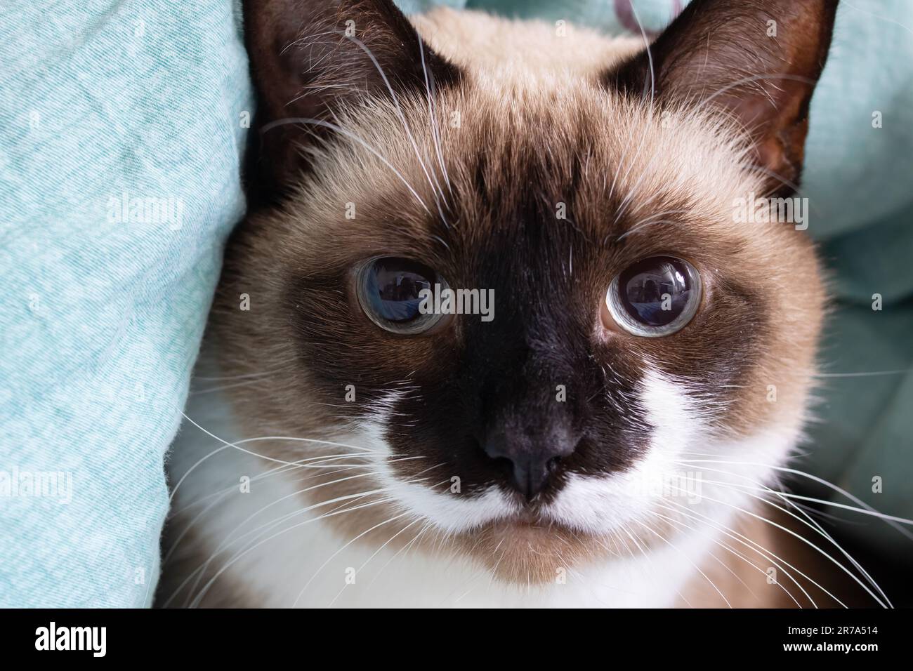 Siamese cat with blue eyes close up portrait Stock Photo - Alamy