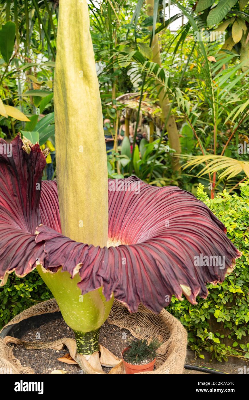 Zurich, Switzerland, May 24, 2023 Titan arum or Amorphophallus Titanum at the botanical garden Stock Photo