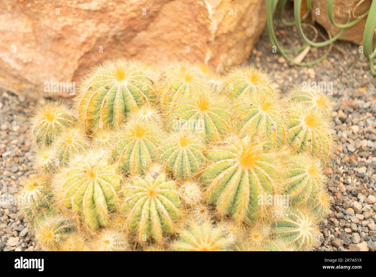 Zurich, Switzerland, May 24, 2023 Ball cactus or Parodia Magnifica at the botanical garden Stock Photo