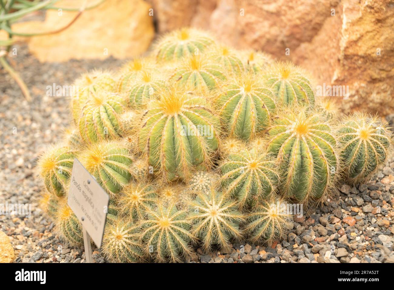 Zurich, Switzerland, May 24, 2023 Ball cactus or Parodia Magnifica at the botanical garden Stock Photo