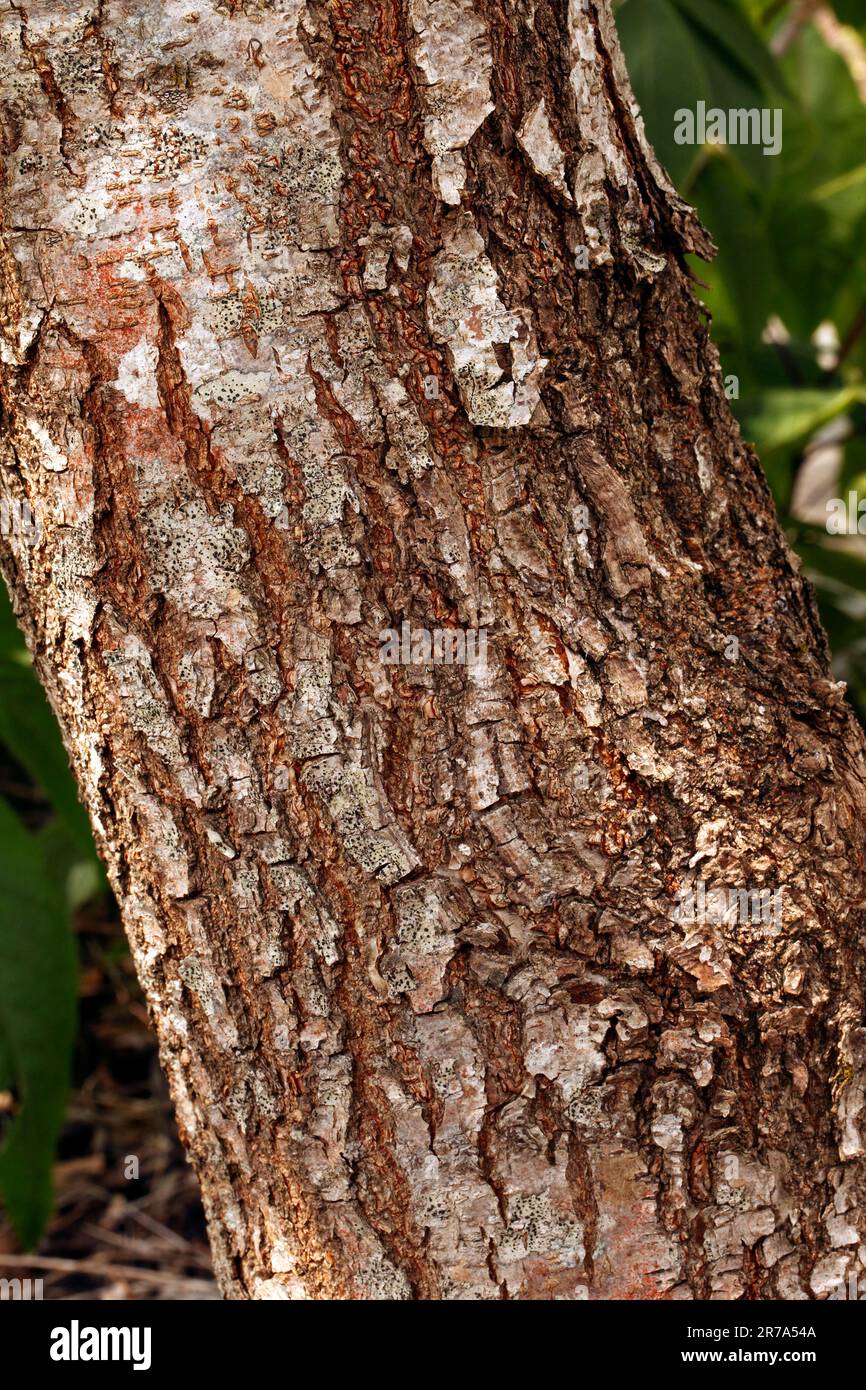 Koelreuteria paniculata. Common names include goldenrain tree, pride of India, China tree, and