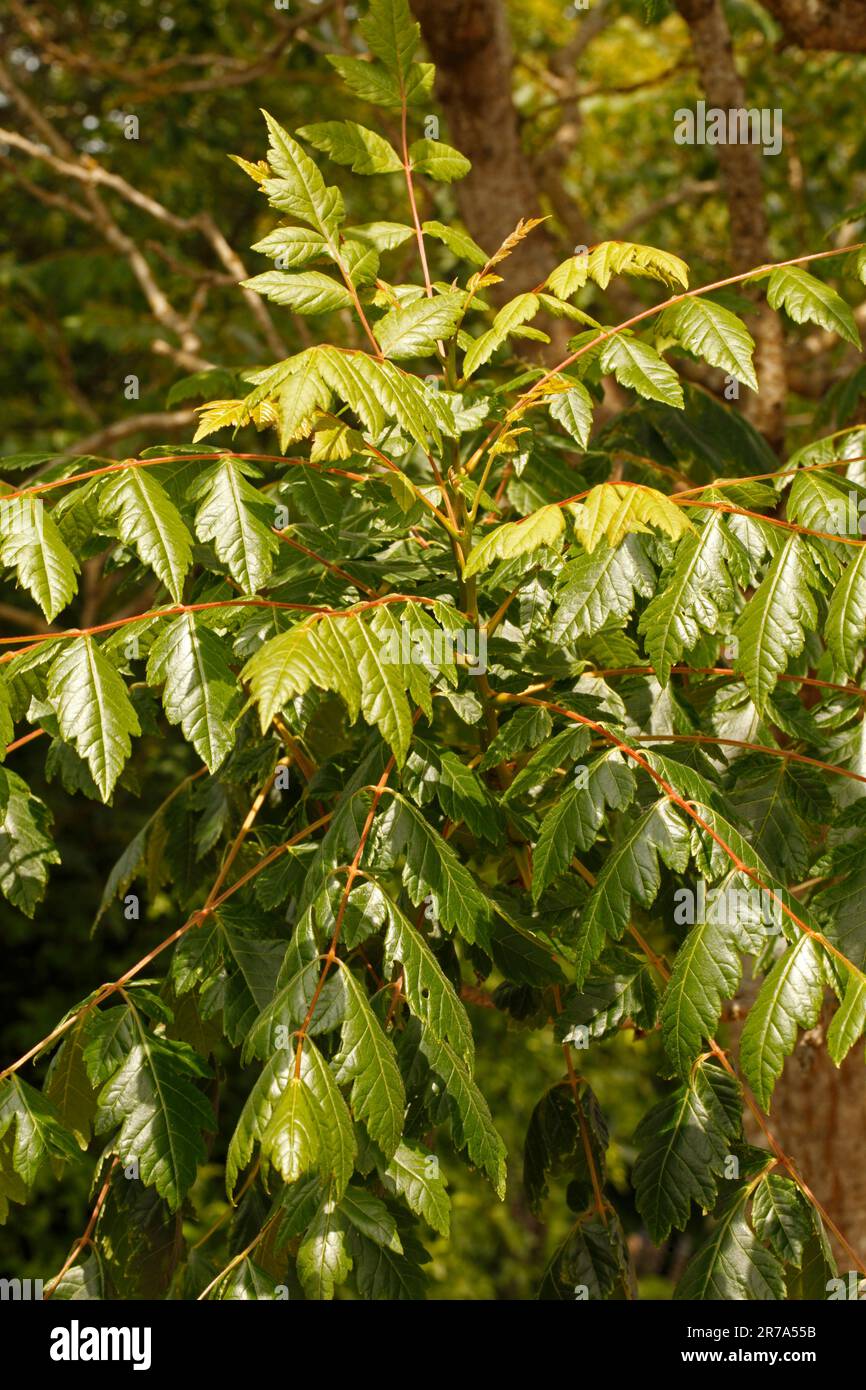 Koelreuteria paniculata. Common names include goldenrain tree, pride of India, China tree, and