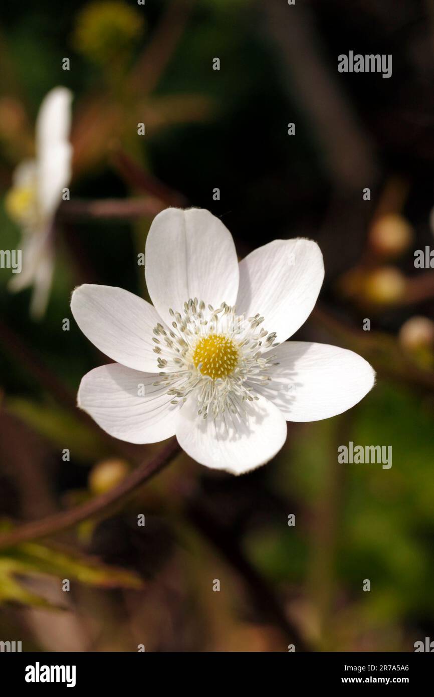 Riverside windflower hi-res stock photography and images - Alamy