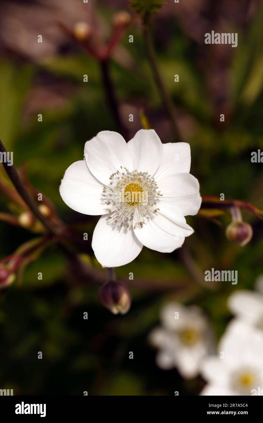 Riverside windflower hi-res stock photography and images - Alamy