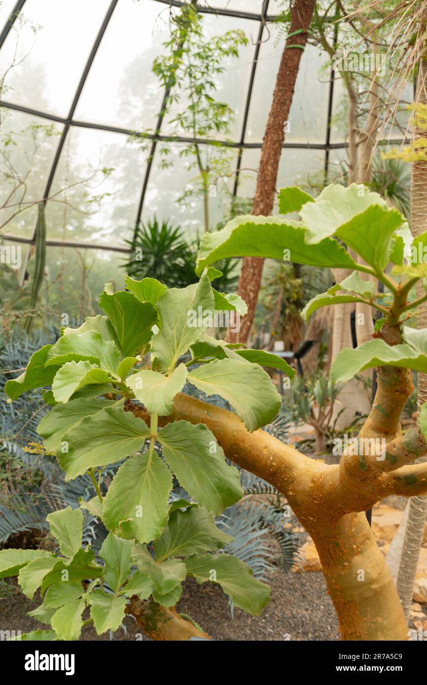 Zurich, Switzerland, May 24, 2023 Butter tree or Cyphostemma Currorii plant at the botanical garden Stock Photo