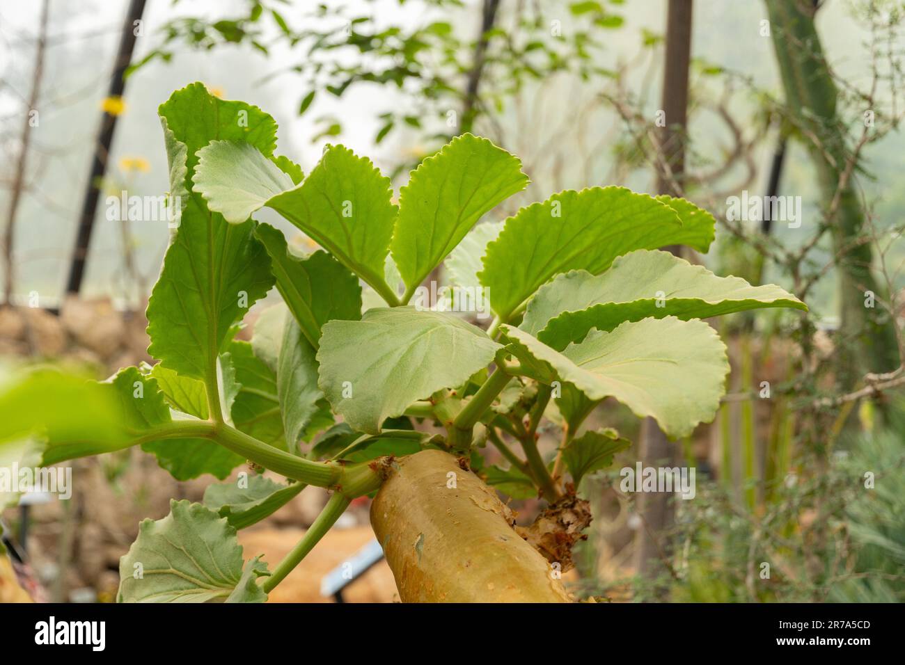 Zurich, Switzerland, May 24, 2023 Butter tree or Cyphostemma Currorii plant at the botanical garden Stock Photo