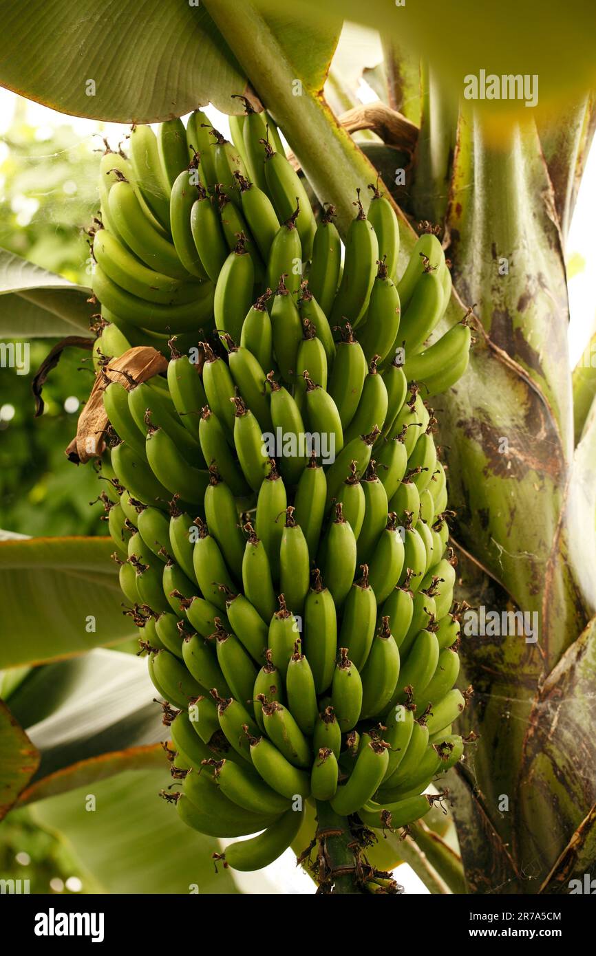Musa acuminata. Banana Stock Photo - Alamy