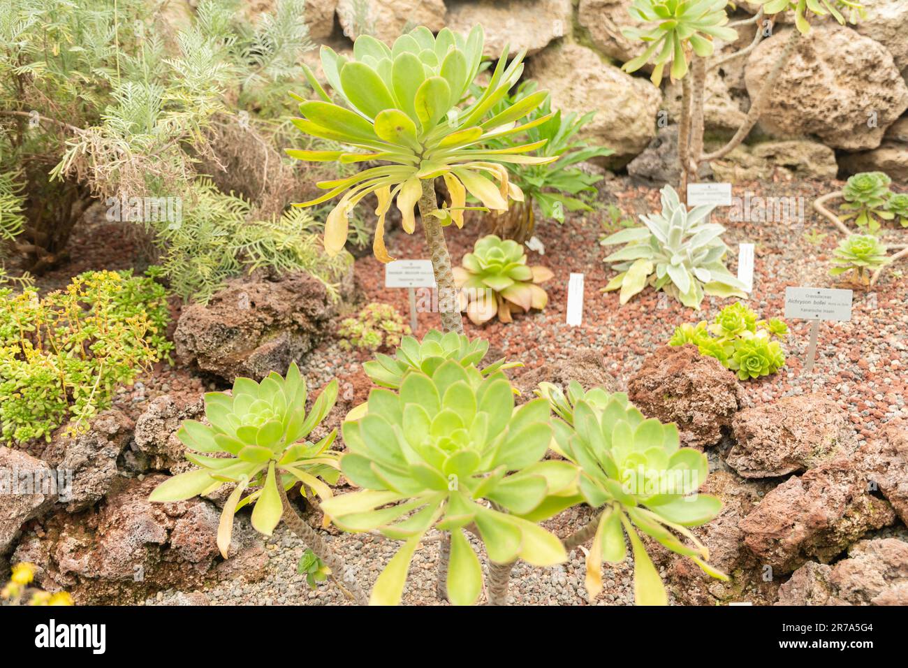 Zurich, Switzerland, May 24, 2023 Aeonium Hierrense plant at the botanical garden Stock Photo
