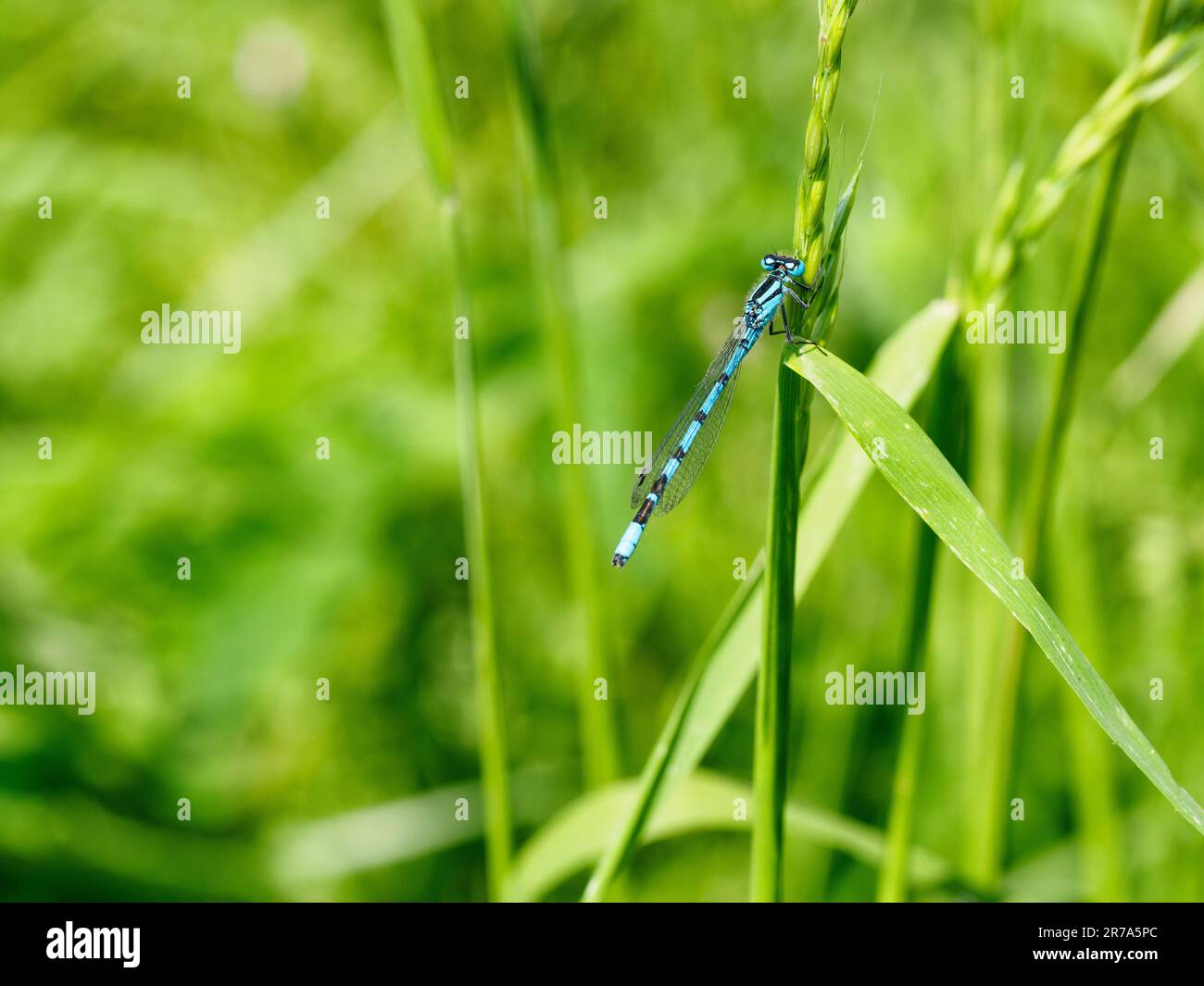 Common blue damselfly on a green grass seed head. Space for copy on left hand side. Stock Photo