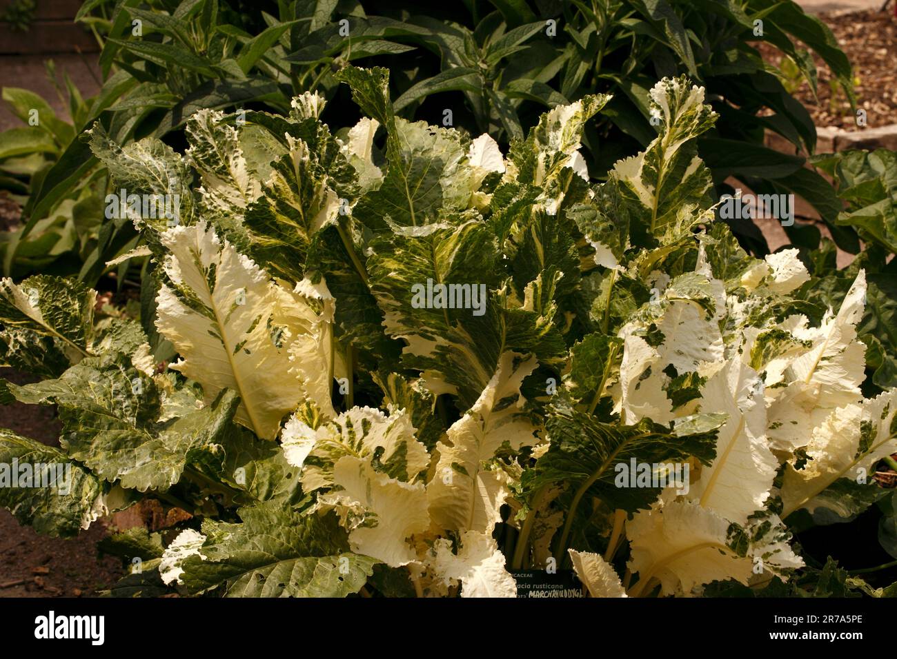 Variegated horseradish plant hi-res stock photography and images - Alamy