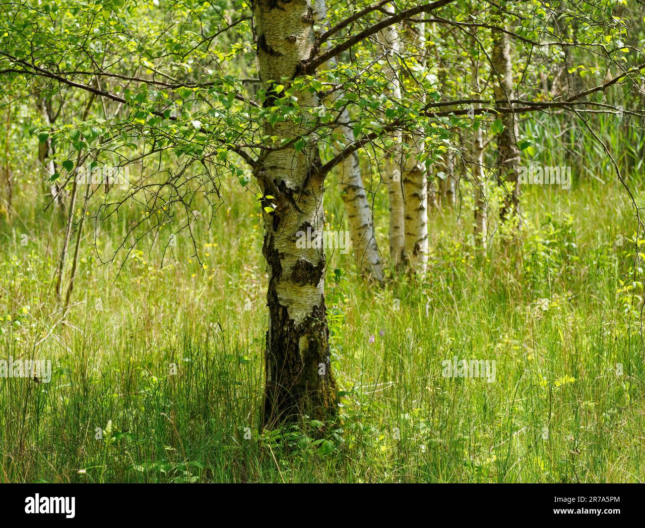 Birch trees surrounded by vibrant green grass and foliage on a summer afternoon Stock Photo