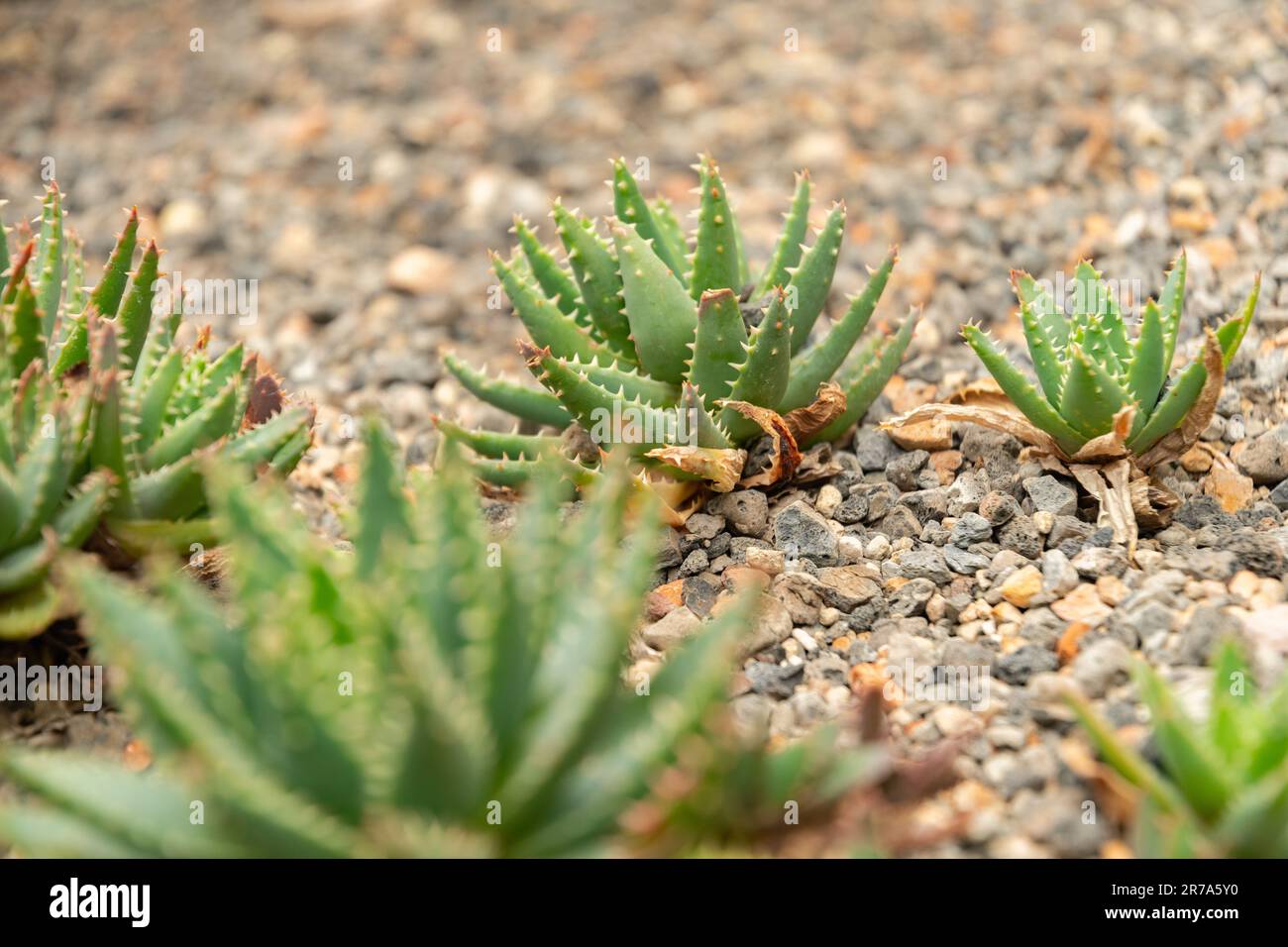 Zurich, Switzerland, May 24, 2023 Short leaved aloe or Aloe Brevifolia plant at the botanical garden Stock Photo