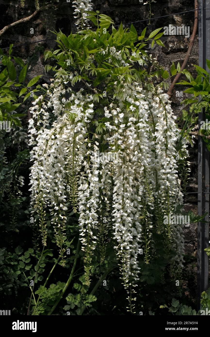 White Japanese Wisteria Sinensis alba floribunda. Fabaceae Stock Photo -  Alamy