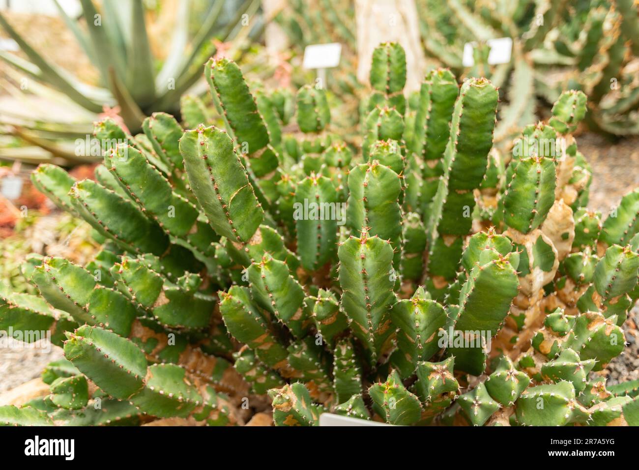 Zurich, Switzerland, May 24, 2023 Resin spurge or Euphorbia Resinifera ...