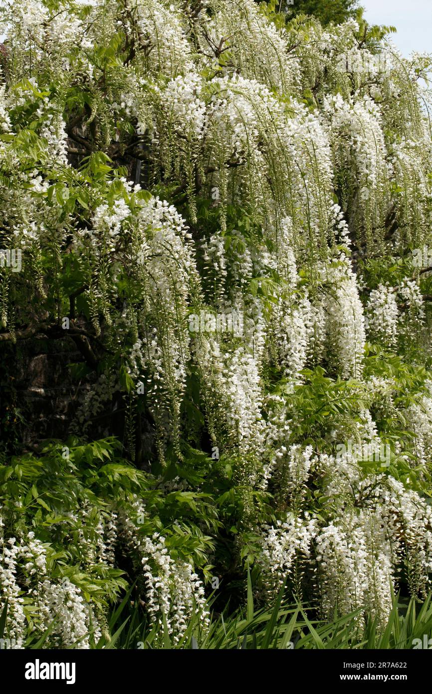 White Japanese Wisteria Sinensis alba floribunda. Fabaceae Stock Photo -  Alamy