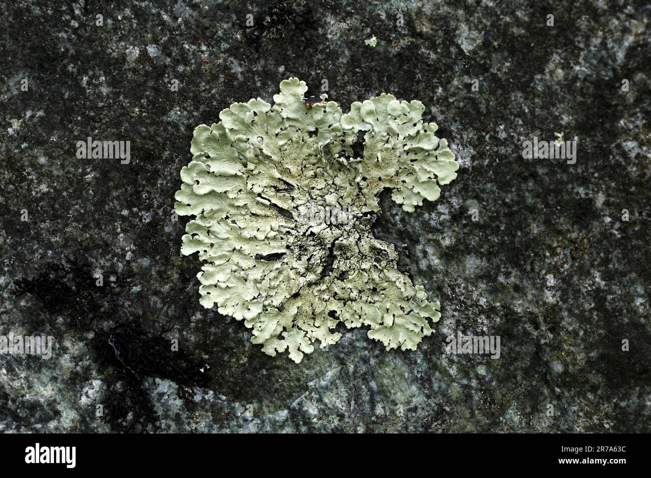 Flavoparmelia caperata. Variety of Lichen in the British Isles. Stock Photo