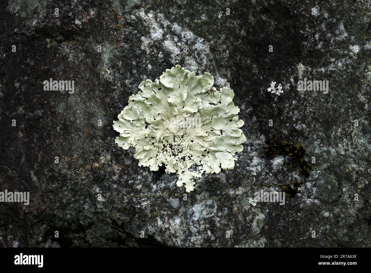 Flavoparmelia caperata. Variety of Lichen in the British Isles. Stock Photo