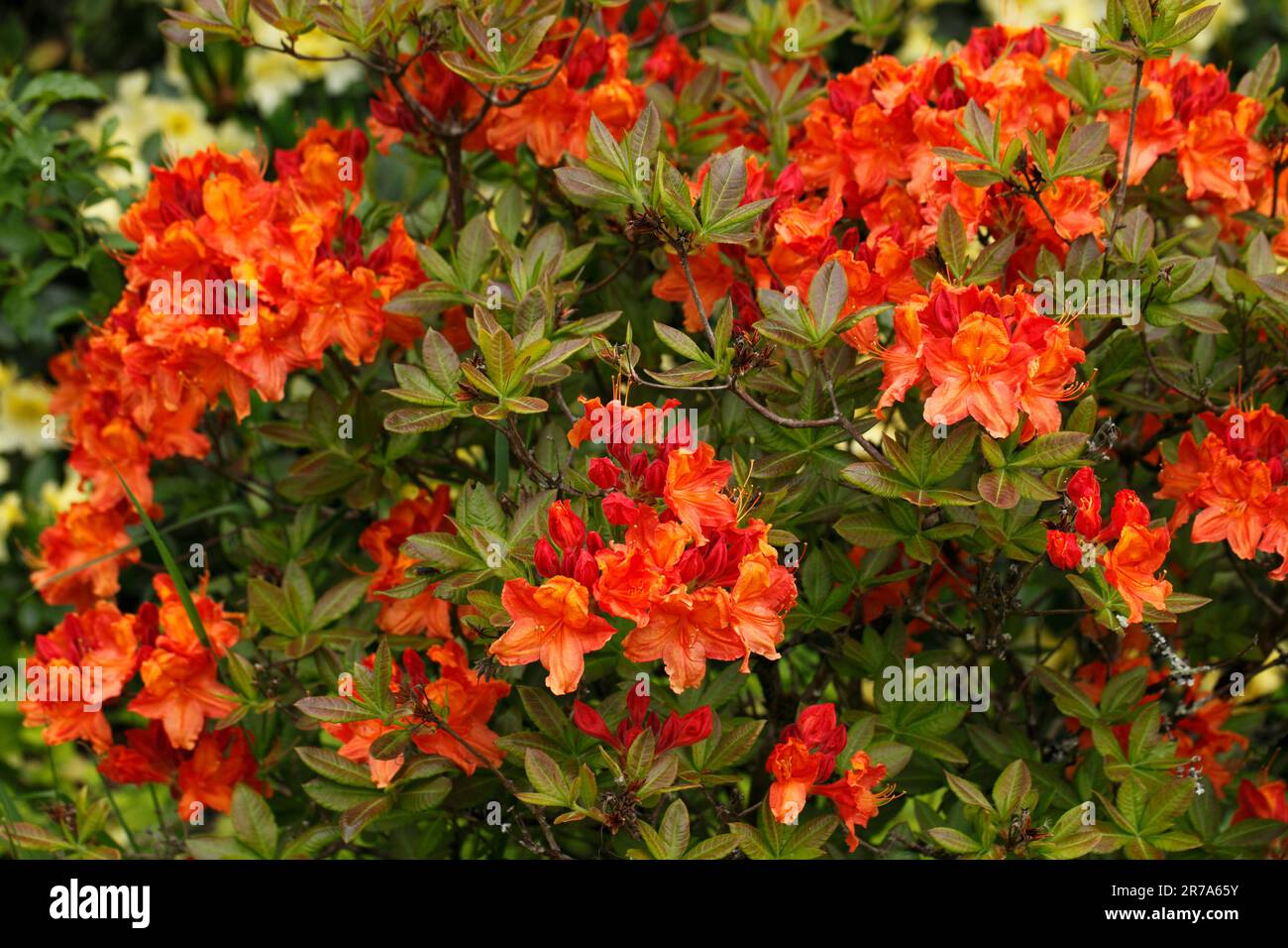 Rhododendron 'Glowing Embers' variety Stock Photo