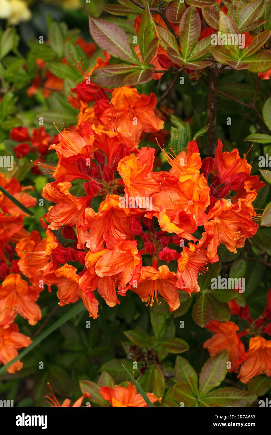 Rhododendron 'Glowing Embers' variety Stock Photo