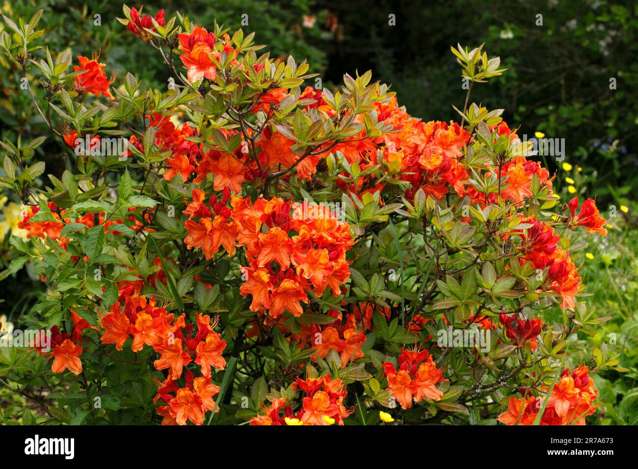 Flowers of Rhododendron 'Glowing Embers' variety. A deciduous azalea, small bush. Stock Photo